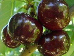 Саженцы черешни поздней сорт Свит Харт, подвой магалепка