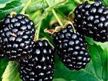 Саженцы Ежевики - фото 2