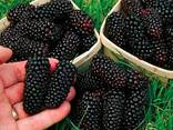 Саженцы Ежевики - фото 3