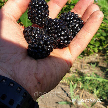 Саженцы ежевики Бжезина