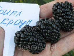 Саженцы ежевики поздней Тройная корона. 2х летка