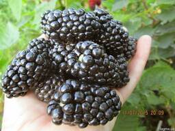 Саженцы ежевики садовой в ассортименте