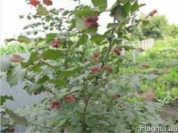 Саженцы фундука( 2 и 3 годичные)