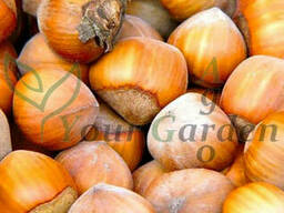 Саженцы Фундука Вебба (однолетний)