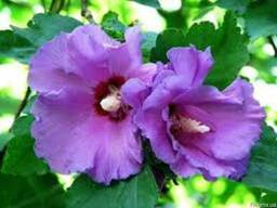 Саженцы гибискуса сирийского древовидного