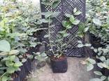 Саженцы голубики - фото 3