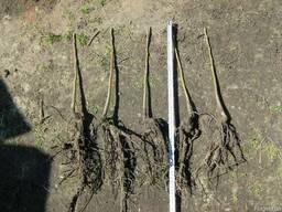 Саженцы грецкого ореха "Идеал", "Великан"