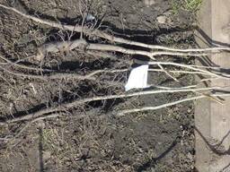 Саженцы грецкого ореха "Идеал"