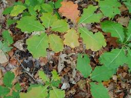 Саженцы канадского красного дуба