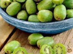 Саженцы - КИВИ (Актинидия) сорт КУКУБА - самоопыляющийся. Одесса.