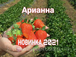 Саженцы клубники Арианна (Arianna) рассада