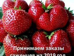 Саженцы клубники Чамора Туруси