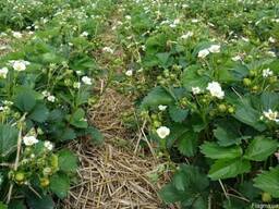 Саженцы клубники Мармелада ( фриго, касетная, свежекопанная)