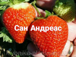 Саженцы клубники Сан Андреас рассада