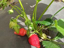 Реалізуємо саджанці полуниці Дарселект, Апріка, Азія, клас мiнiтрей.