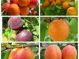 Саженцы крупноплодных сортов персика, нектарина, абрикоса. - фото 2