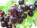 Саженцы крупноплодных сортов вишни и черешни большой выбор - фото 3