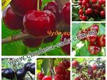 Саженцы крупноплодных сортов вишни и черешни большой выбор - фото 5