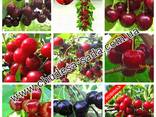 Саженцы крупноплодных сортов вишни и черешни большой выбор - фото 6