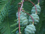 Саженцы: Метасеквойя – Metasequoia glyptostroboides