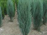 Саженцы: Можжевельник казацкий, горизонтальный, виргинский, - фото 2