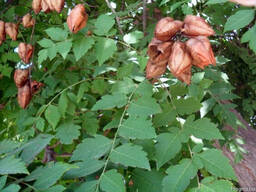 Саженцы Мыльное дерево (sapindus)