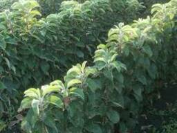 Саженцы оптом и врозницу для закладки садов.