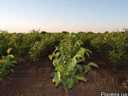 Саженцы ореха оптом