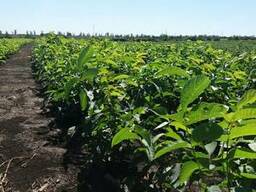 Саженцы ореха Приднестровского