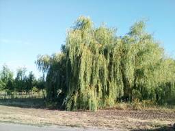 Саженцы плакучей ивы