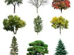 Саженцы плодово-ягодные и декоративные