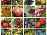 Саженцы плодовых яблоня, груша, слива, вишня, черешня, персик, абрикос и т. д
