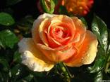 Саженцы роз. Заказ саженцев Весна 2022 - фото 7