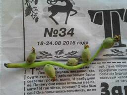 Саженцы самой скороплодной сортоформы Кочерженко