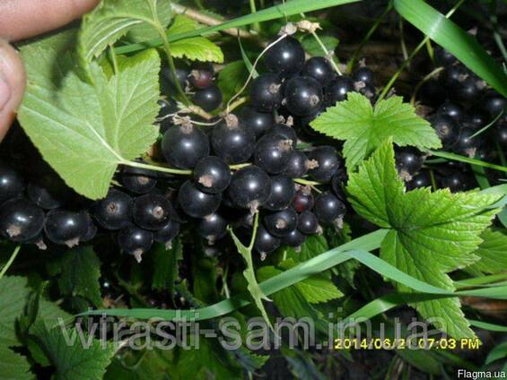Саженцы смородины Мрия