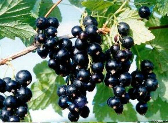 Саженцы смородины Софиивская
