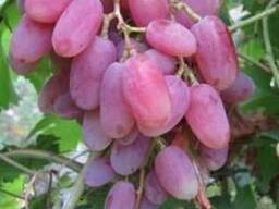 Саженцы винограда столоыве и технические сорта