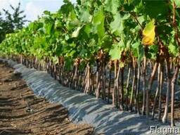 Саженцы винограда