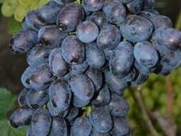 Саженцы винограда Лорано
