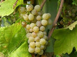 Саженцы винограда сорт Солярис - фото 1