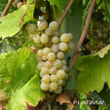 Саженцы винограда сорт Солярис