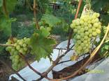 Саженцы винограда столоыве и технические сорта - photo 3