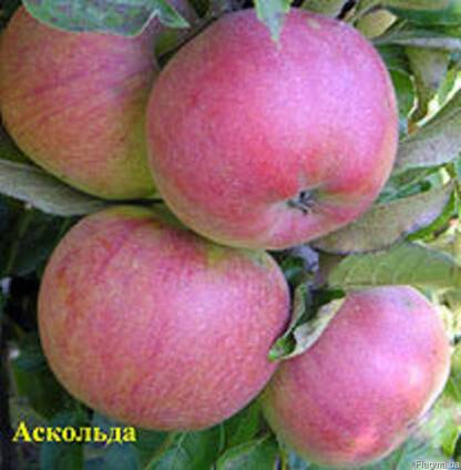Саженцы яблони Аскольд