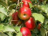 Саженцы яблони колоновидной сорт Останкино (осенняя) - фото 1