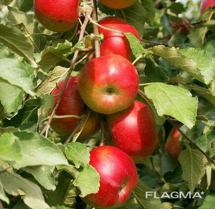 Саженцы яблони колоновидной сорт Останкино (осенняя)