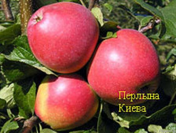 Саженцы яблони Перлина Киева
