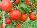 Саженцы яблони сорт Пинова, M106 - фото 1