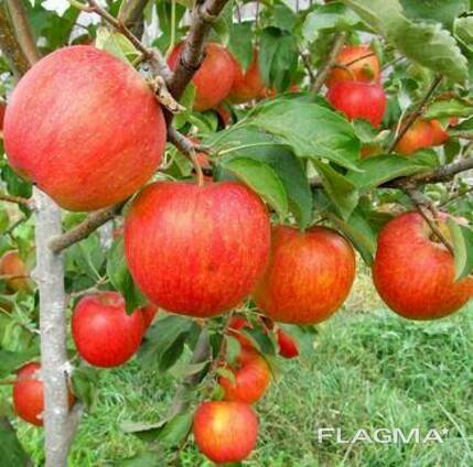 Саженцы яблони сорт Пинова, M106