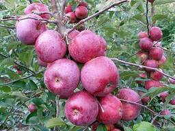 Саженцы яблони зимней сорт Флорина, подвой 54-118
