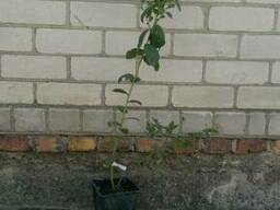 Саженец голубики "Эллиот"